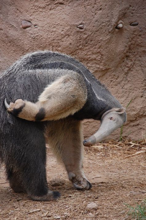 Ant Eater, Giant Anteater, Isabella Rose, Animals Amazing, Interesting Animals, Rare Animals, The Zoo, Weird Animals, 귀여운 동물