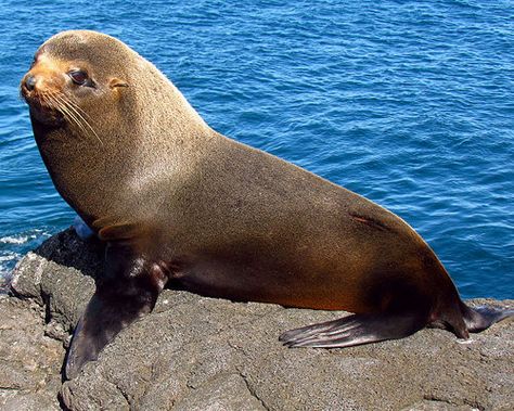 Fur Seal at Galápagos Islands Galapagos Islands Animals, Galapagos Shark, Galapagos Sea Lion, Lion Facts, Galapagos Penguin, Galapagos Tortoise, Fur Seal, Sea Mammal, Ecuador Travel