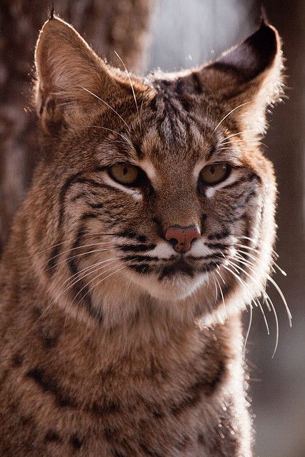 Bobcat Bobcat Pictures, Bob Cats, Bob Cat, Small Wild Cats, Exotic Cats, Cat Family, Cat Aesthetic, Large Cats, Wildlife Animals