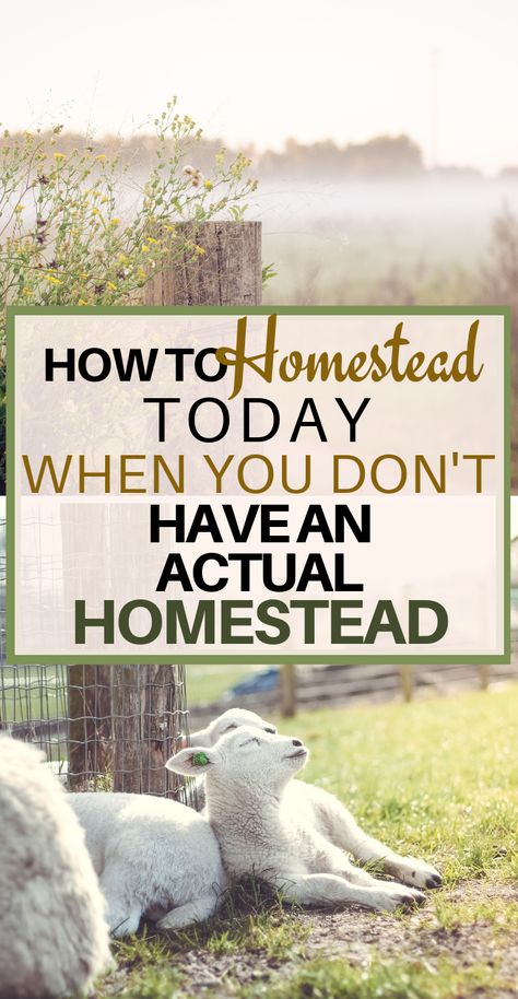 How to Homestead When You Don't Have a Homestead - Start Homesteading, Modern Homesteading, Homesteading Diy, Homestead Farm, Homestead Gardens, Homesteading Skills, Homestead Living, Modern Society, Urban Homesteading