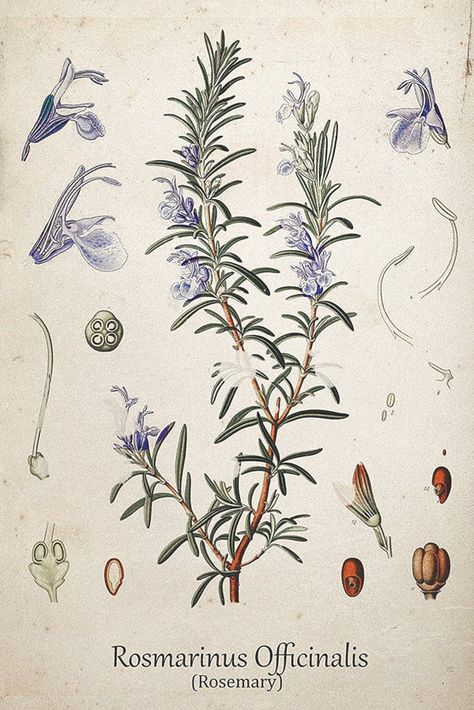 Language of Flowers: Verbena, Lavender, and Rosemary – Adored Vintage Herbal Drawings Botanical Prints, Herb Drawings Botanical Illustration, Verbena Flower Tattoo, Botanical Flower Illustration, Lavender Botanical Illustration, Rosemary Drawing, Scientific Illustration Botanical, Rosemary Aesthetic, Rosemary Illustration