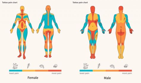 Pain Chart For Tats Women, Tattoo Hurtness Chart, Painful Tattoo Areas Charts, Tattoo Painful Chart Women, Small Stomach Tattoos, Female Stomach Tattoos, Calf Tattoo Ideas, Lower Shin Tattoo For Women, Most Painful Tattoo Areas