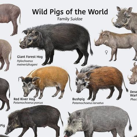 Toni Llobet on Instagram: "Today is #worldpigday ! Let’s celebrate it as wildly as possible, with all the World’s wild Suine (Pig) species sharing the planet with us (and our billions of farmed pigs!). I illustrated all of them more than ten years ago now, for volume 2 of the Handbook of the Mammals of the World, edited by Lynx Edicions. #allthemammalsoftheworld #mammalsoftheworld #digitalart #wildlifeart #scientificillustration #ilustracionnaturalista #ilustracioncientífica #cochons #sanglier # Sharing The Planet, Pig Teeth, Red River Hog, Wild Boars, Pig Hunting, Feral Pig, Pig Breeds, Wild Pig, Wild Hog