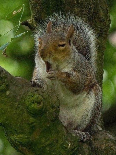 Sleepy guy......Ai... Ai... Que sono!!! Yawning Animals, Grey Squirrel, Squirrel Pictures, Soya Mumu, Squirrel Girl, Squirrel Funny, Cute Squirrel, A Squirrel, Baby Squirrel