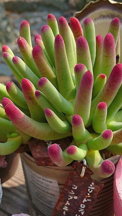 Colorful Succulent Succulent Ideas, Garden Succulents, Succulent Garden Design, Succulent Garden Diy, Propagating Succulents, Colorful Succulents, Succulent Gardens, Growing Succulents, Succulent Gardening