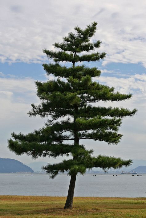 Tree, Naoshima Photos Of Trees Photography, Single Tree Photography, Tree Photo Reference, Pine Tree Reference, Pine Tree Photography, Tree Images Nature, Old Trees Photography, Tree Reference Photography, Trees Reference