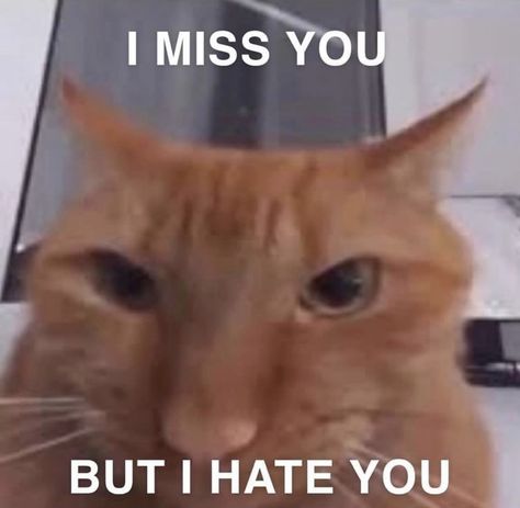 Missing You Cat Memes, Missing Someone Memes Funny, I Miss You Cat Cute, I Hired This Cat To Stare At You, Cat Miss You, Am I Annoying You, I Miss You But I Hate You, Cute Cat Memes Feelings, Daily Homie Checkup Cat