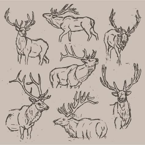 Elk Drawing Sketch, Buck Tattoo Design, Elk Drawing Easy, Stag Outline, Elk Sketch, Elk Tattoos, Buck Drawing, Deer Line Art, Elk Illustration