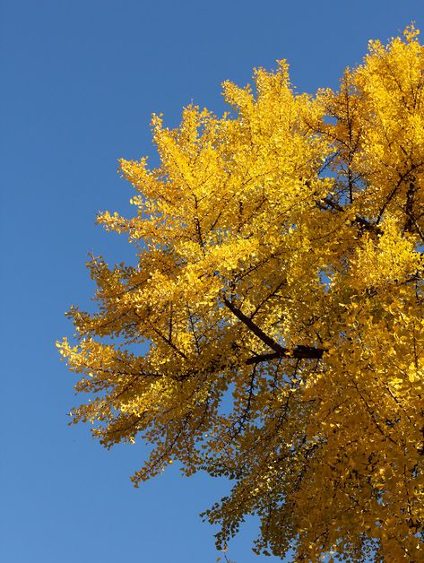 gingko Gingko Tree, Ginkgo Tree, Public Space Design, Tree Line, Permaculture, Public Space, Space Design, Farmhouse, Drive