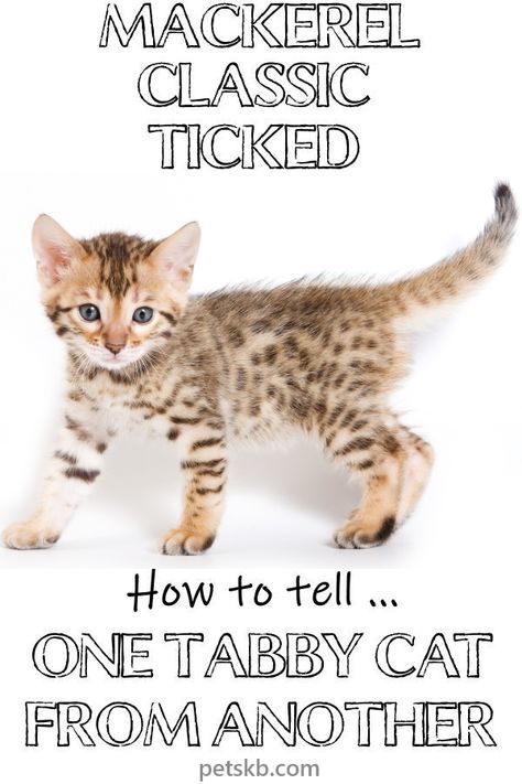 Discover how many tabby cat patterns and colors exist. Learn how to tell a mackerel from a classic, a ticked from a spotted. And tortoiseshell? What's that? #cat #catcare #catguide #catinfo Tabby Patterns, Cat Guide, Dogs Paws, Savannah Kitten, Krazy Kat, Cat Ownership, Cat Patterns, Cat Crying, Cat Attack