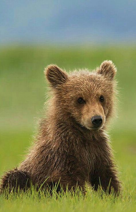 Cute Grizzly Bear Cub! Disney Nature, Grizzly Bear Cub, North American Animals, Wild Animals Photos, Disney Bear, Brother Bear, Bear Pictures, Love Bear, Baby Animals Funny