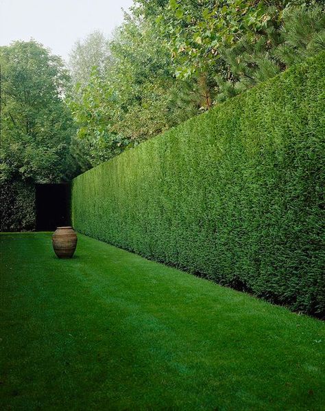 Long, tall Leylandii hedge with a large urn to give structure and proportion Backyard Privacy Hedge, Tall Privacy Hedge, Tall Hedges Landscaping, Hedge Ideas Privacy, Hedge Fence Front Yard, Backyard Hedges Landscaping Ideas, Privacy Hedge Front Yard, Large Property Landscaping, Large Tree Landscaping