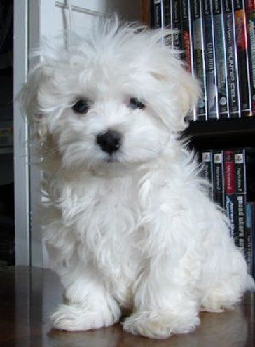 Adorable Cute White Fluffy Puppy Teacup Maltipoo, White Dog, White