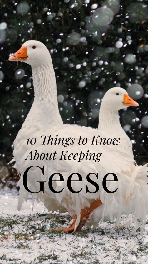 Diy Goose House, Goose Enclosure Ideas, Goose Coop Diy, Geese Coop Ideas, Goose Shelter Ideas, Goose Pen Ideas, Goose Coop Ideas, Goose Habitat, Goose Enclosure