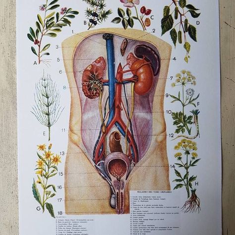 "New in the medicinal plants series, the urinary system and the planta which traditionally its diseases." Medical Wall Art, Doctor Office Decor, Elegant Office Decor, Poster Medical, Student Doctor, Medical Poster, Doctors Office Decor, Urinary System, Medical Posters