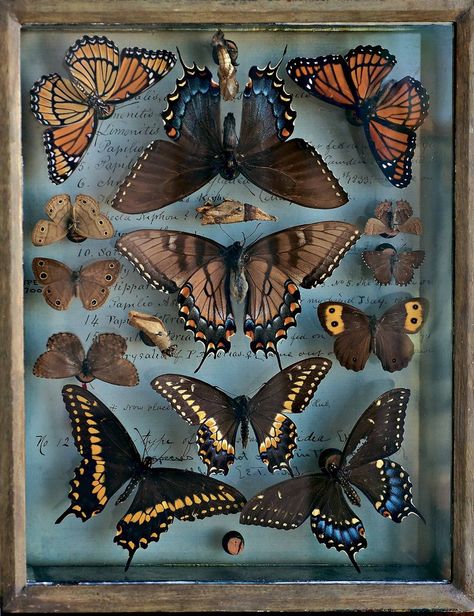 Une passion pour la nature - Diaporama - NYTimes.com Moth Collection, Vulture Culture, Cabinet Of Curiosities, Arte Inspo, Rembrandt, Displaying Collections, Science And Nature, Taxidermy, Natural History