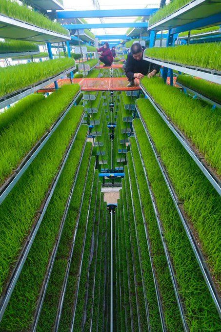 Modern Agriculture Updates on Twitter: "RICE modern farming technology is exciting 🌾❤️ https://t.co/7n5kFktBfJ" / Twitter Nasu, Agriculture Photography, Nutrient Cycle, Modern Farming, Farming Technology, Modern Agriculture, Hydroponic Farming, Floating Garden, Agriculture Farming