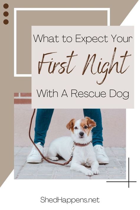 small brown and white dog laying outside with person standing over it holding leash, text states: what to expect your first night with a rescue dog Shelter Dogs Adoption, Dog Care Checklist, Rescue Dogs For Adoption, Colorful Hairstyles, Rescue Puppies, Foster Dog, Dog Home, Animal Education, Dog Shedding