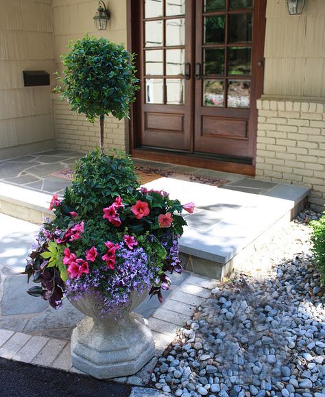 Eugenia mixed planters Eugenia Topiary, Summer Planter, Flower Containers, Fuller House, Flower Pots Outdoor, Pink Hibiscus, Garden Containers, Container Garden, Flower Planters