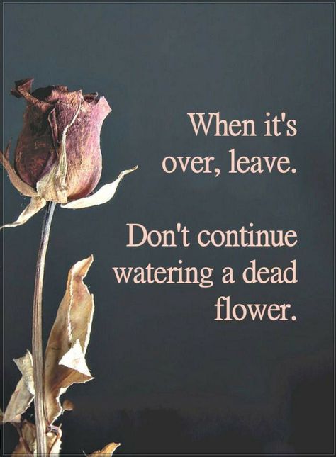 Quotes When it's over, leave. Don't continue watering a dead flower. Flower Quotes, Quotable Quotes, Moving On, Life Coaching, Reality Quotes, Wise Quotes, Good Advice, Beautiful Quotes, Meaningful Quotes