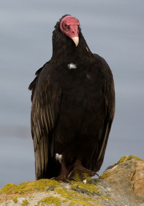 Thanksgiving Crockpot, Turkey Crockpot, Turkey Vulture, Leftover Thanksgiving, Ugly Animals, Crockpot Turkey, Turkey Chili, Turkey Recipe, Buzzard