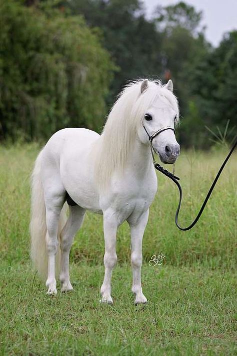 what a beautiful Pony and such a sweet face! ♥♥♥ Miniature Ponies, Tiny Horses, Rasy Koni, Albino Animals, Mini Pony, Cute Ponies, Shetland Pony, Pony Horse, Mini Horse