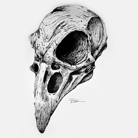 Vulture Skull Drawing, Eagle Skull Drawing, Crow Skull Tattoo Design, Crow Skeleton Drawing, Skull Drawing Animal, Skull Ink Drawing, Inktober Drawings Ideas, Khonsu Tattoo, Animal Skulls Drawing