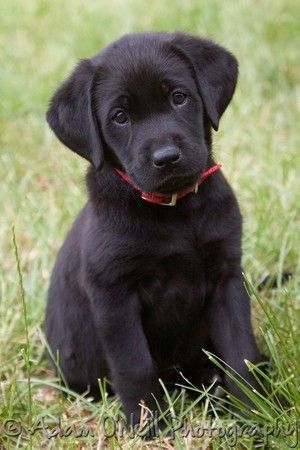 Black Puppy, A Black, Labrador Retriever, Labrador, Lab, Black