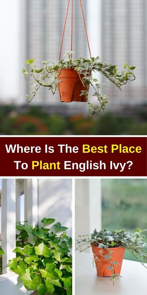 "Discover the best places to plant English Ivy with our comprehensive guide! Learn how to care for English Ivy indoors, including tips on repotting, plant care, and ideal indoor decor ideas. Enhance your space with this versatile houseplant and explore creative English Ivy indoor decor options. Perfect for beginners, our tips on how to grow English Ivy indoors will help you thrive. Transform your home with beautiful Ivy indoor plants today!" Ivy Indoor Decor, English Ivy Indoor Decor, English Ivy Indoor, Ivy Indoor, Hedera Helix, English Ivy, Ivy Plants, Growing Indoors, Water Plants