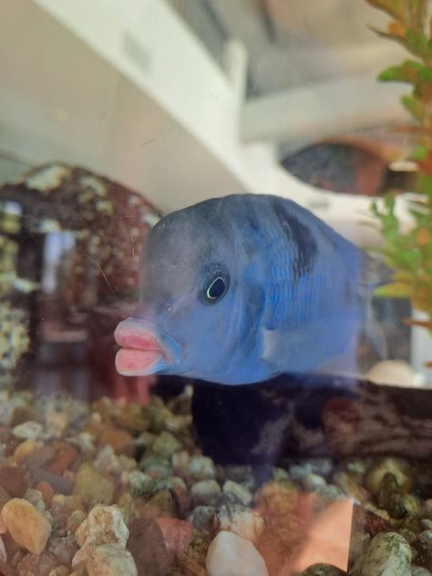 big lips blue silly fish Silly Fish, Ugly Fish, Funny Dog Memes, Cute Fish, Fish Tail, Ocean Life, Dog Memes, Funny Dogs, Lips