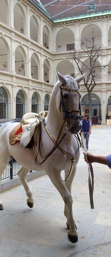 Lippizaner horse - Vienna, Austria Spanish Riding School Vienna, Lippizaner, Spanish Riding School, Riding School, Horse Shoes, Majestic Horse, All The Pretty Horses, Horse Crazy, Horse Equestrian