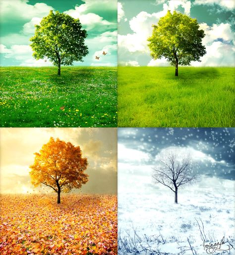 A tree that represents each season Summer, Autumn, Fall and Winter The Four Seasons Vivaldi, Four Seasons Painting, Four Seasons Art, Boom Kunst, Your Spirit Animal, Seasons Art, المملكة العربية السعودية, Four Season, Seasons Of The Year