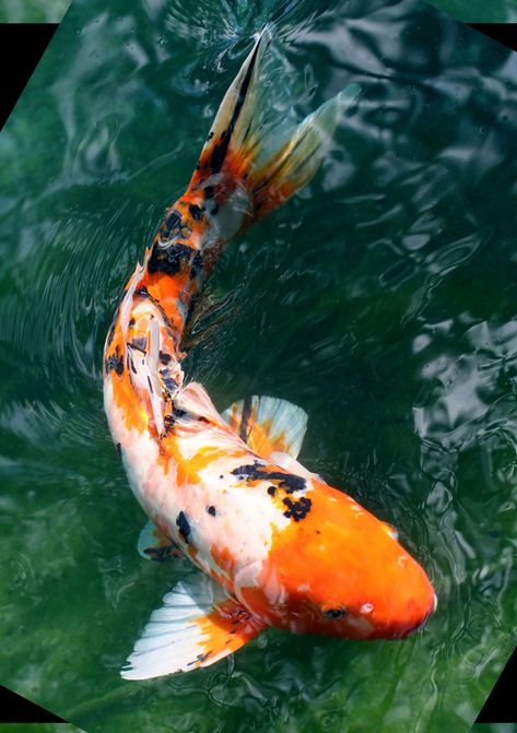 Croquis, Koi Fish Types, Koi Fish Reference Photo, Real Koi Fish, Koi Fish Photos, Koi Fish Art Aesthetic, Koi Fish Real, Koi Fish Side View, Koi Fish Pictures