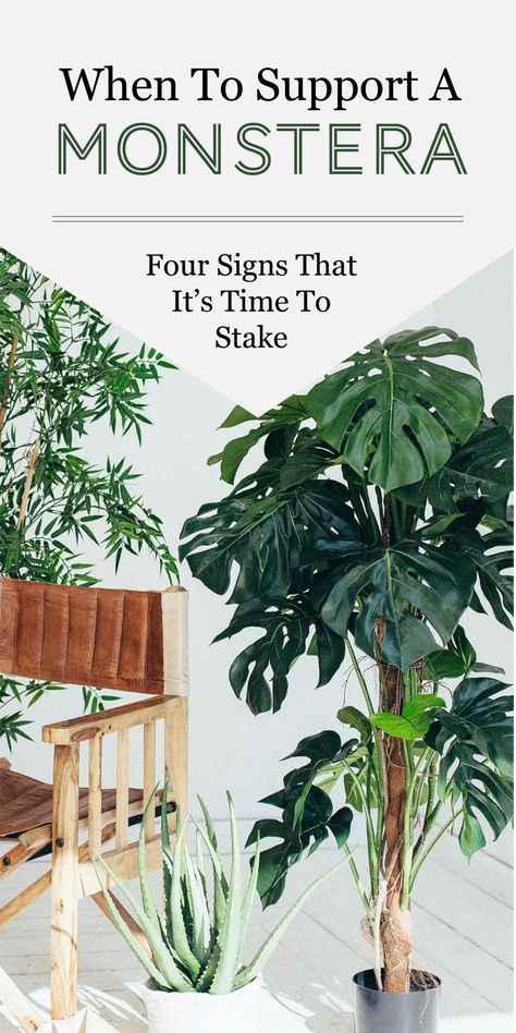 Four Signs That It May Be Time to Stake Your Monstera Deliciosa - The Healthy Houseplant Large Monstera Deliciosa, Monstera With Moss Pole, Monstera Deliciosa Moss Pole, Monstera Plant Growth, Stake Monstera Plant, Monstera Growing Tips, Monstera Deliciosa Support, Monstera Plants Indoor, Monstera Pole Ideas