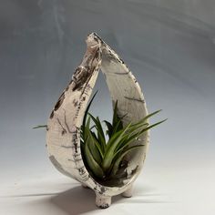 Air Plant Hanger, Clay Plant Pots, Clay Planter, Ceramics Pottery Vase, Pottery Pots, Clay Planters, Pottery Handbuilding, Raku Pottery, Ceramic Wall Art