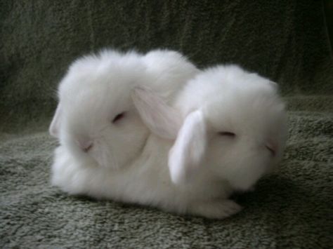 Awwww Fluffy Bunny, White Bunny, Baby Bunnies, Cute Animal Pictures, Hamsters, White Rabbit, Cute Creatures, Sweet Animals