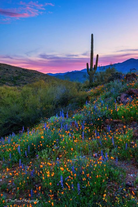 Arizona Wildflowers, Cactus Photo, Tree Rose, Crown King, Arizona Photography, Arizona Sunset, Desert Photography, Dreamy Photography, Desert Life