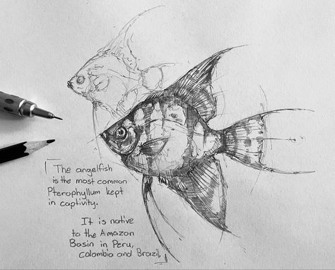 Drawing Ideas Angel, Famous Movie Characters, Drawing Fish, Fish Sketch, Drawn Fish, Fish Drawings, My Sketchbook, Angel Fish, Sketch Inspiration