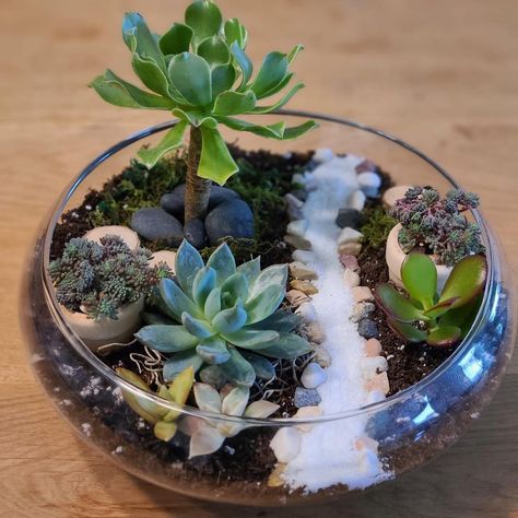 Succulent Glass Terrarium Zen Garden Mini, Succulents In Glass, Plant In Glass, Terrarium Centerpiece, Succulent Ideas, Succulent Bowls, Succulent Display, Liquor Bottle Crafts, Frosted Glass Design