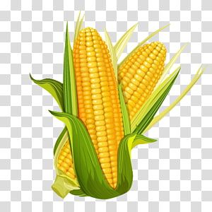 Corn Illustration, Maize Plant, Flint Corn, Popcorn Seeds, Corn Vegetable, Corn Cereal, Corn Maize, Wheat Cereal, Vegetable Cartoon