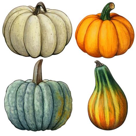 Pumpkin Draw, Thanksgiving Prints, Watercolor Wolf, Food Halloween, Pumpkin Drawing, Pumpkin Pictures, Watercolor Flower Background, Watercolor Food