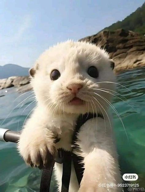 Cute white otter Cute Otter Aesthetic, Baby Otters Cute, Otter Pfp, White Otter, Sleeping Otters, Adorable Otters, Otter Cute, Otter Animal, Very Cute Animals