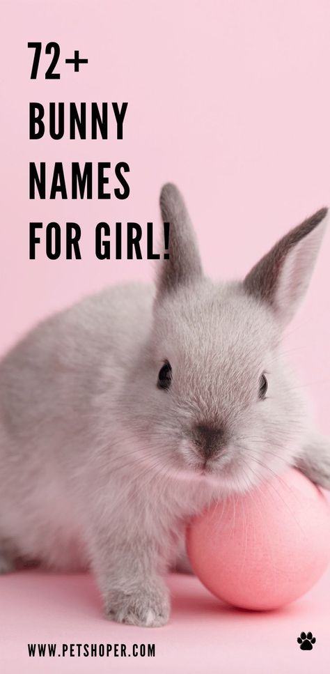 Cute Names For Rabbits, Rabbit Names Unique, Unique Bunny Names, Cute Bunny Names List, Cute Pet Names Animals, Names For Bunnies, Rabbit Names Ideas, Bunny Names Ideas, Cute Female Names