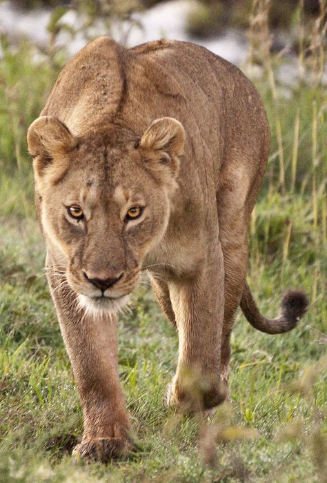 Wild Lioness on the prowl by Jim Boots* Horror Sleeve, Lioness Tattoo, Female Lion, Lion Photography, Gato Grande, Lion And Lioness, Lion Love, American Summer, Lion Pictures