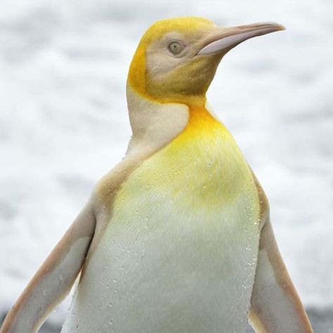 EarthPix 🌎 Travel on Instagram: "@yves_adams captured a unique yellow king penguin among a colony of 120,000 on a South Georgia island. 

This rare leucistic penguin, which has a condition causing lighter pigmentation, was photographed by Adams as he was setting up his equipment." South Georgia Island, King Penguin, South Georgia, Solar Eclipse, Beautiful Creatures, Beautiful Birds, Animal Kingdom, Penguins, Animals