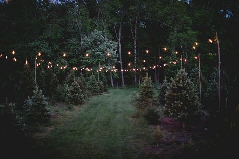 Wedding Ideas Farm, Tree Farm Wedding, Connecticut Wedding Venues, Christmas Tree Lots, Farm Christmas, Christmas Farm, Christmas String Lights, Tree Farm, Christmas Tree Farm