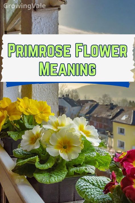 Primrose Flower Meaning Carnation Flower Meaning, Primrose Flowers, Primrose Flower, Deadheading, Flower Meanings, Carnation Flower, Vibrant Flowers, Spring Sign, Vibrant Flower