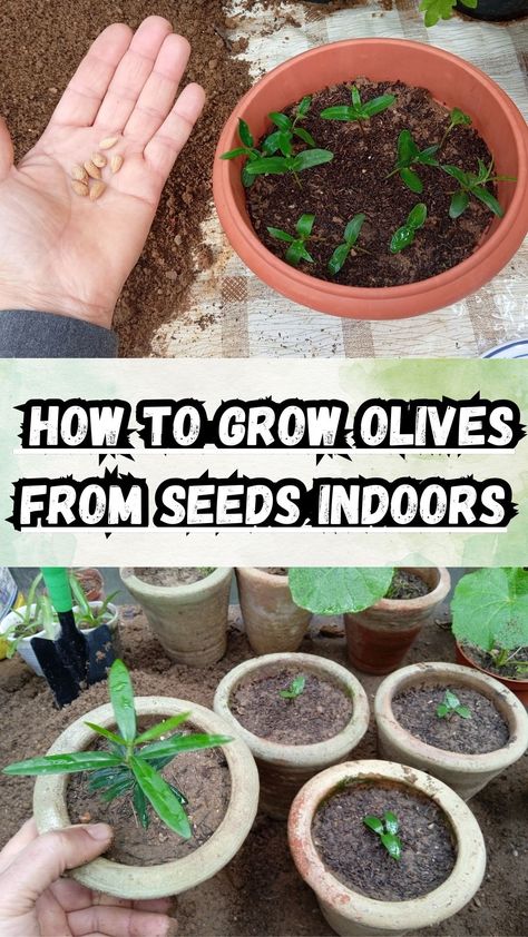 How to grow olives from seeds indoors How To Grow Olive Tree From Seed, How To Grow Seeds Indoors, Trad Life, How To Grow Olives, Olive Seeds, Arbequina Olive Tree, Survival Knowledge, Gardening Knowledge, Raised Garden Beds Diy Vegetables