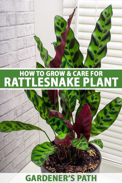 Rattlesnake calathea is a green and purple prayer plant with attractively patterned leaves. This houseplant will reward you with gorgeous foliage if you provide it with the care it requires. Learn more about growing and caring for rattlesnake plant, now at Gardener’s Path. #rattlesnakeplant #houseplants #gardenerspath Rattlesnake Calathea Care, Rattlesnake Plant Propagation, Calathea Rattlesnake Plant, Rattle Snake Plant Care, Calathea Rattlesnake Plant Care, Prayer Plants Houseplant, Rattle Snake Plant, Rattlesnake Plant Care, Calathea Plant Care