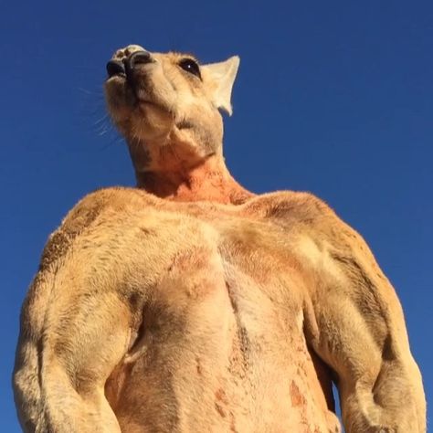 Roger the Kangaroo Flexes His Giant Muscles In an Effort to Make His Human Go Away Male Kangaroo, Bird People, Native American Pictures, Gym Video, Australian Wildlife, Incredible Creatures, Australian Animals, Alpha Male, Cool Pets